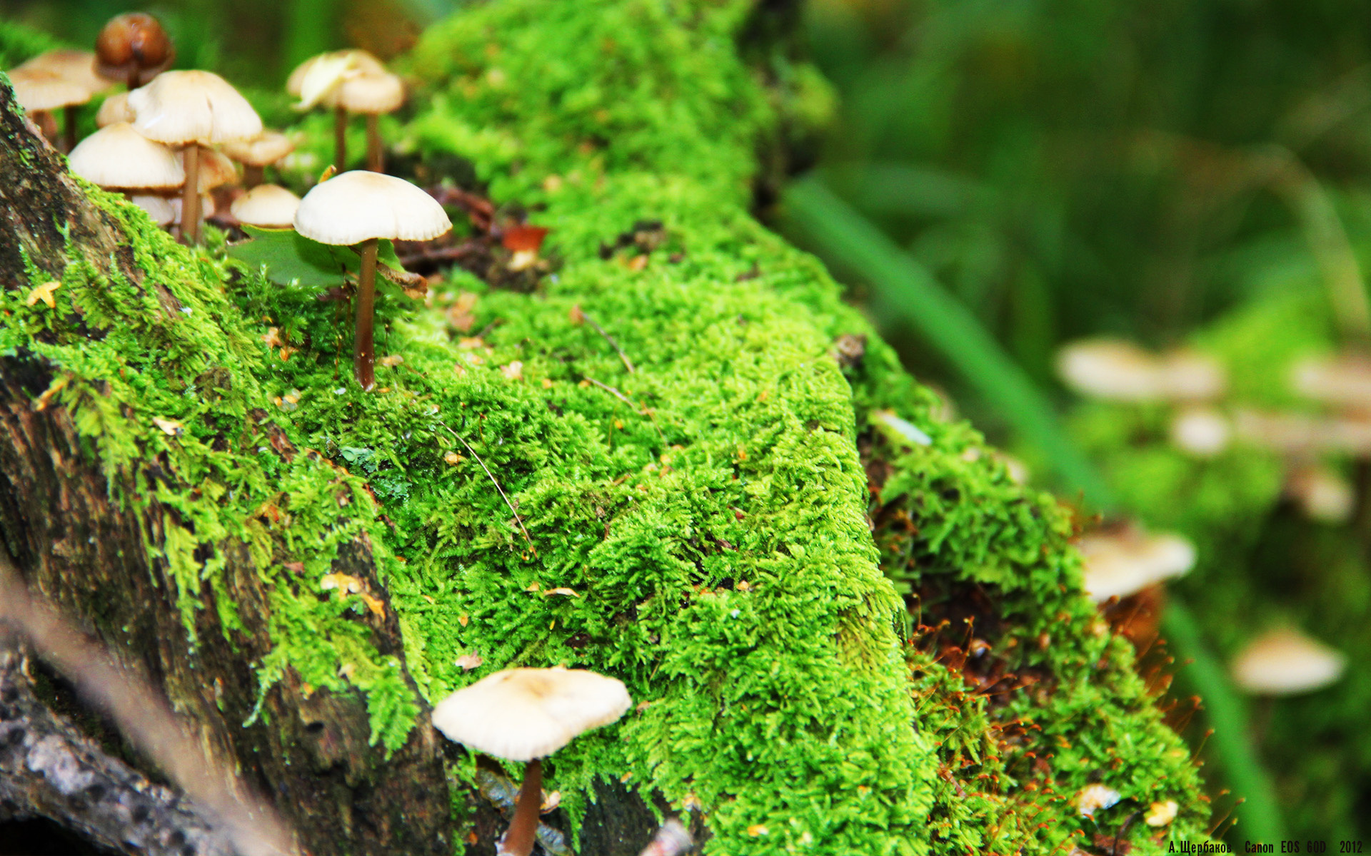 从CBA到NBA，上海队过关斩将，福克斯西决生死战主宰赛场