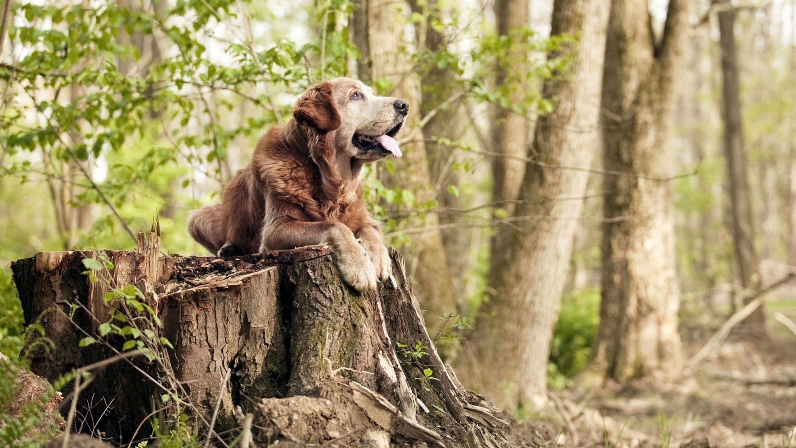 中场魔法与北欧神话的破灭，卡马文加爆发引领新时代，佛罗伦萨生死战冰岛启示录