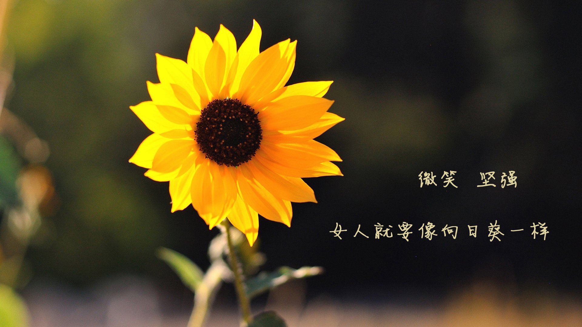 (扩展思维后的选项)